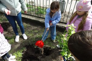 Dziewczynka  pogłębia dołek w ziemi pod krzew plastikowym szpadlem
