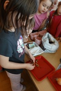 Dziewczynka oddziela nasionka od cebulek