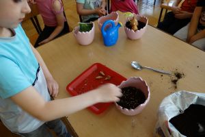 Chłopiec wsadza nasionka do ziemi w doniczce